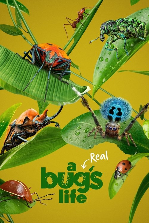 A Real Bug’s Life : 2.Sezon 4.Bölüm