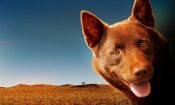 Kırmızı Köpek izle (2011)