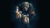Dynasties izle